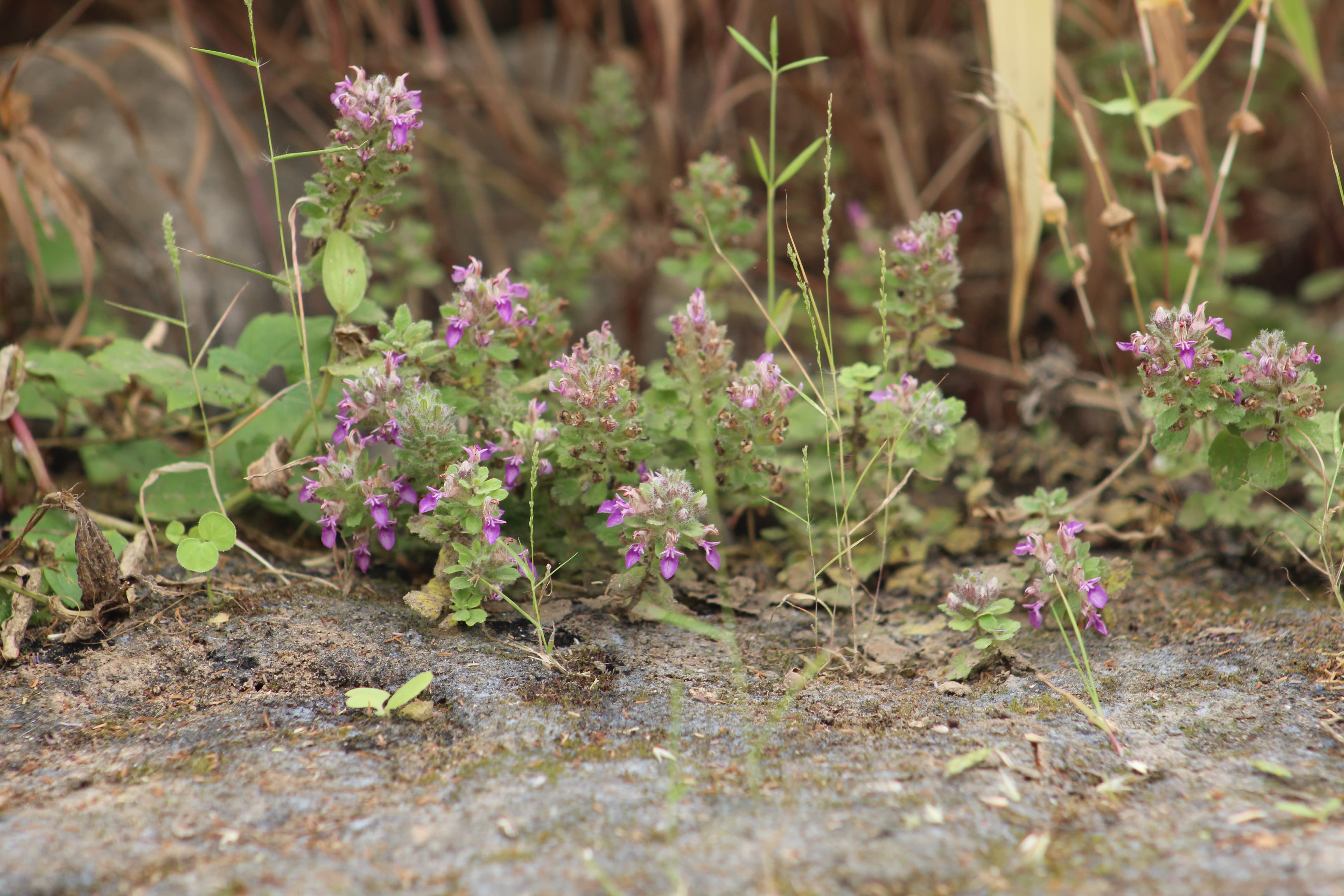 Plant Image